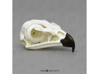 Roodstaartbuizerd Modellenset