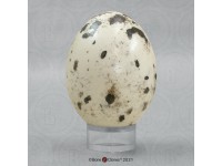 Roodstaartbuizerd Modellenset