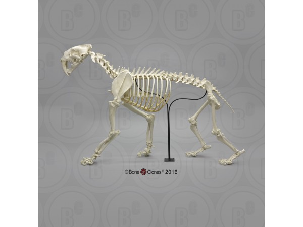 Sabeltandtijger Skelet