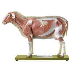 Schaap Model 