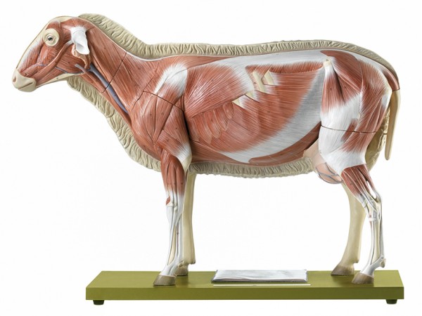 Schaap Model 