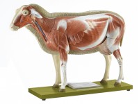 Schaap Model 