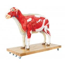 Schaap Model, 12-delig Schaap Model, 12-delig