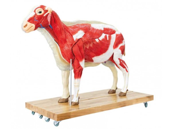 Schaap Model, 12-delig