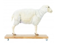 Schaap Model, 12-delig