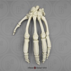 Skeletmodel Hand Gorilla
