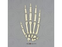 Skeletmodel Hand Gorilla