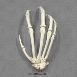 Skeletmodel Hand Bonobo
