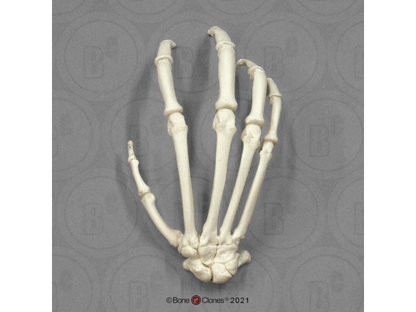 Skeletmodel Hand Bonobo