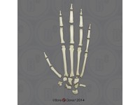 Skeletmodel Hand Bonobo