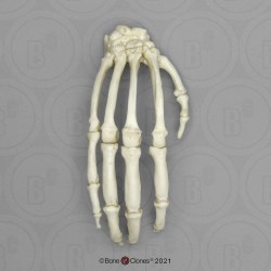 Skeletmodel Hand Chimpansee