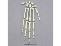 Skeletmodel Hand Chimpansee