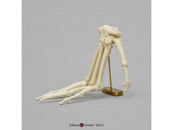 Skeletmodel Hand Mandril