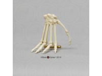 Skeletmodel Hand Mandril