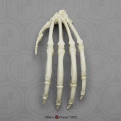 Skeletmodel Hand Orang-Oetan