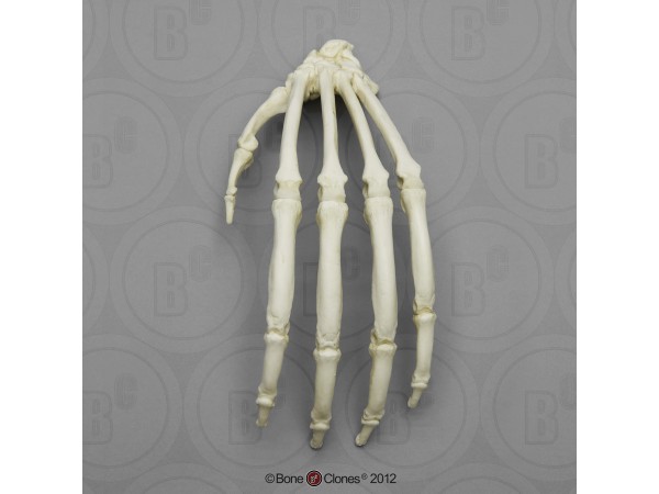 Skeletmodel Hand Orang-Oetan