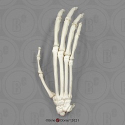 Skeletmodel Hand Siamang