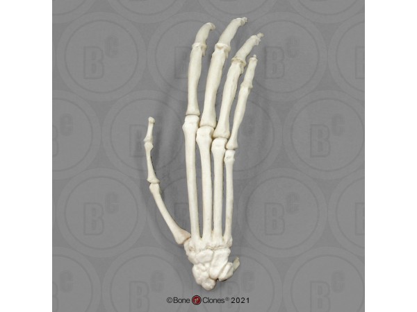 Skeletmodel Hand Siamang