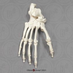 Skeletmodel Voet Chimpansee