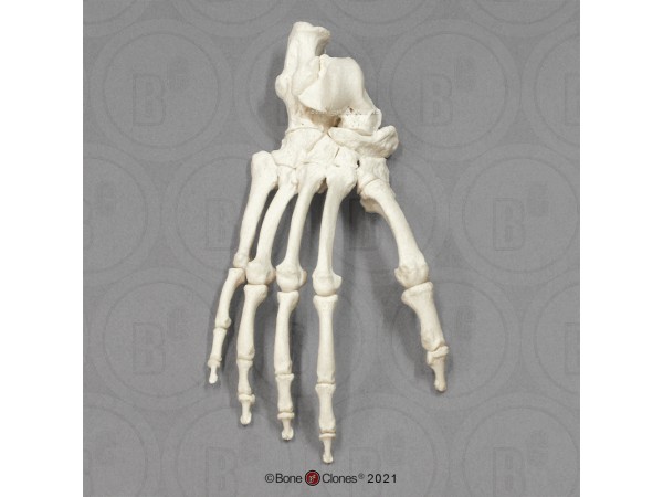 Skeletmodel Voet Chimpansee