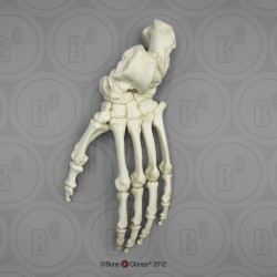 Skeletmodel Voet Gorilla