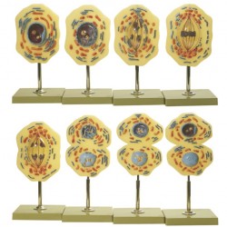 Somso Modellenset Mitose, 8-delig