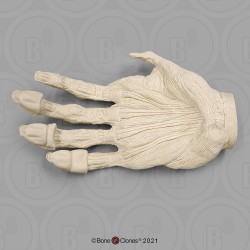 Spiermodel Hand Gorilla
