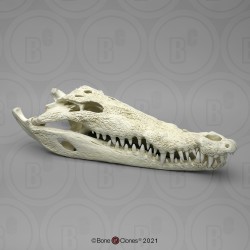 Spitssnuitkrokodil Schedelmodel