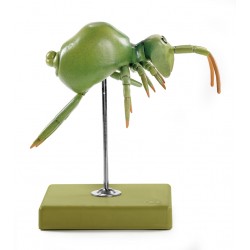 Springstaartje Model