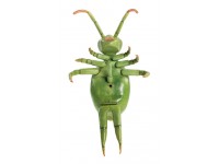 Springstaartje Model