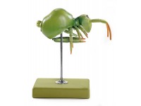 Springstaartje Model