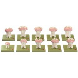 Tanden Model Set Koe