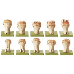 Tanden Model Set Paard