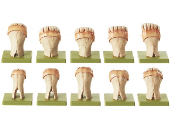 Tanden Model Set Paard