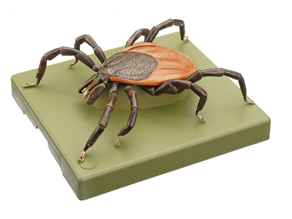 Teek Model