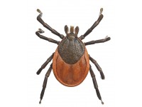 Teek Model