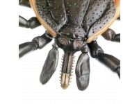 Teek Model