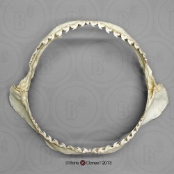 Tijgerhaai Kaak Model