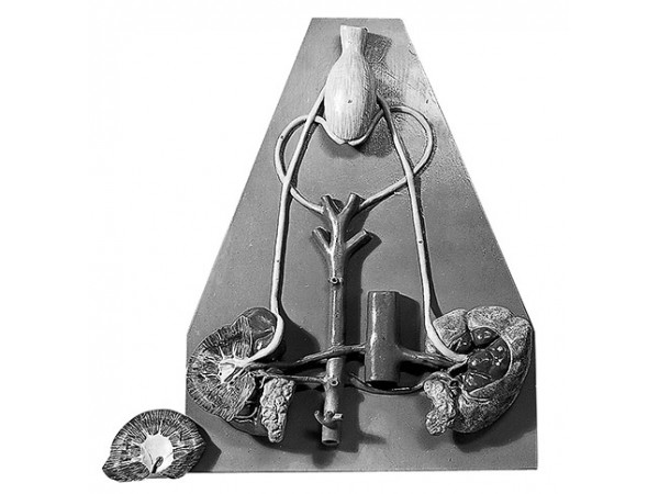 Urinesysteem Model Paard