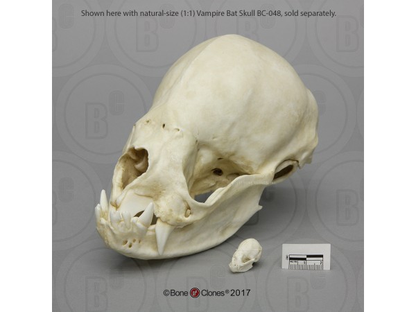Vampiervleermuis Schedelmodel