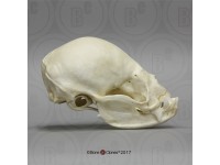 Vampiervleermuis Schedelmodel