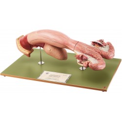 Vrouwelijke Genitale Organen Koe