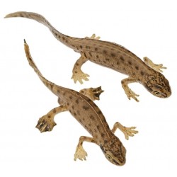Vinpootsalamander Modellenset