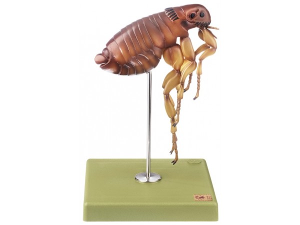 Vlooien Model