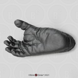 Voet Chimpansee Model