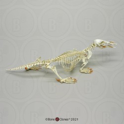 Vogelbekdier Skelet Model