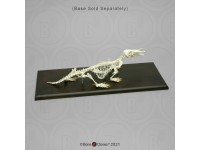 Vogelbekdier Skelet Model