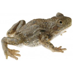 Vroedmeesterpad Model