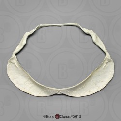 Walvishaai Kaak Model