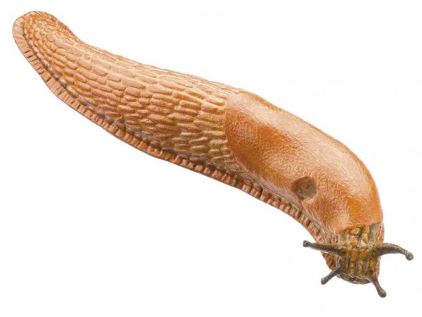 Wegslak Model